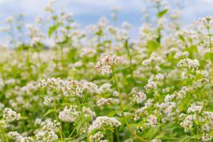 Trigo Mourisco: veja as vantagens do cultivo na  entrevista de João Batista Olivi