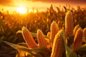 Mercado do milho tenta reagir