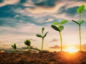 Soja em semana de feriadões nos EUA e Brasil