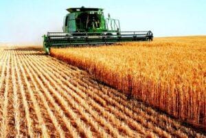 Soja avança com apoio do Trigo