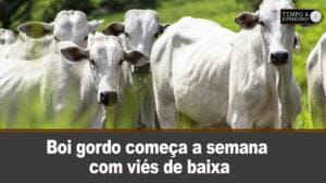 Boi gordo começa a semana com viés de baixa. Os preços só não despencaram informa Hyberville Neto