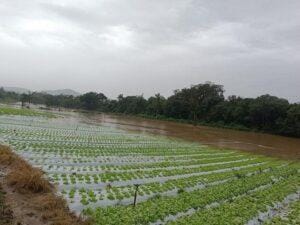 Chuvas de monções prolongadas proporcionam boa produção de açúcar na Ásia; preços sentem