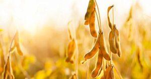 Soja com voo de galinha alongado