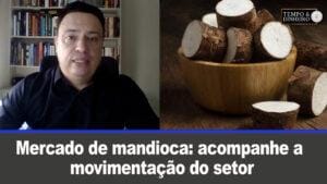 Mercado de mandioca: acompanhe a movimentação do setor com os preços atualizados
