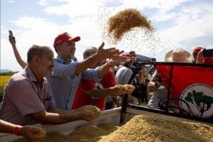 Arroz do MST equivale a somente 0,16% da produção nacional, aponta Agrinvest