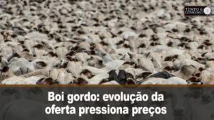 Boi gordo: evolução da oferta pressiona preços. Acompanhe o comentário de Hyberville Neto