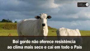 Boi gordo não oferece resistência ao clima mais seco e cai em todo o País