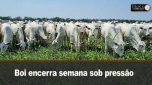 Boi encerra semana sob pressão da oferta sem expectativa positiva. Hyberville Neto comenta