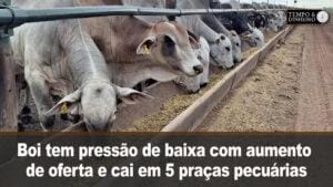 Boi tem pressão de baixa com aumento de oferta. Indústria testa preços menores