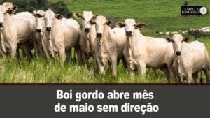 Boi gordo abre mês de maio sem direção de olho no comércio varejista