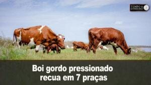 Boi gordo pressionado recua em 7 praças pecuárias com aumento da oferta