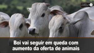 Boi vai seguir em queda com aumento da oferta de animais, registram analistas de mercado.