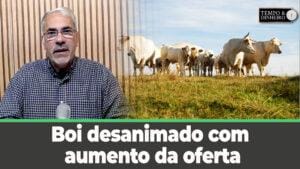 Boi desanimado com aumento da oferta e alongamento das escalas de abate