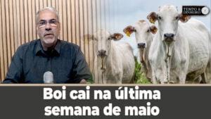Boi cai na última semana de maio com  aumento das escalas de abate