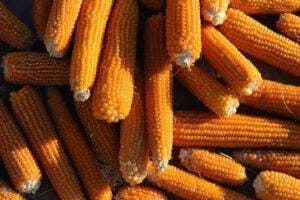 Milho com fôlego positivo no Brasil