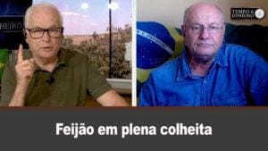Feijão em plena colheita