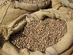 Feijão saindo do fundo de poço