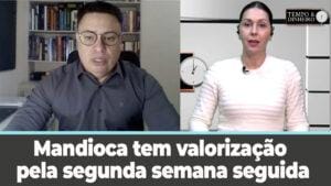 Mandioca tem valorização pela segunda semana seguida