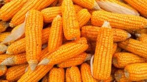 Milho USDA mostra plantio maior e estoque menor