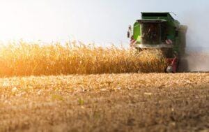 Soja pegou carona no Trigo em alta