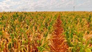 Milho: B3 se acomoda