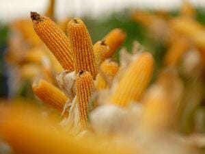 Milho subindo pela escada