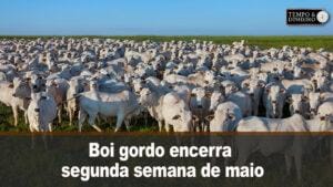 Boi gordo encerra segunda semana de maio de olho no dia das mães e nas exportações de carne