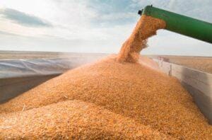 Milho teve USDA positivo