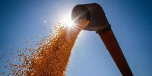 Soja com colheita chegando aos 50%, afirma Vlamir Brandalizze