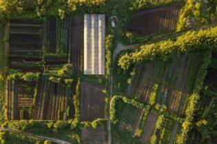 Tribunal derruba liminar e volta a permitir que governo Lula importe arroz