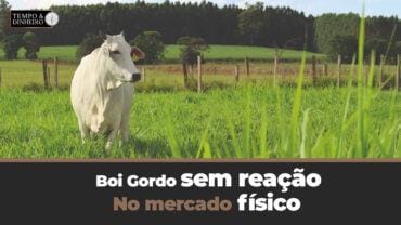 Boi gordo encerra primeira quinzena de junho sem reação no mercado físico