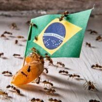 ARTIGO – Combatendo cupins