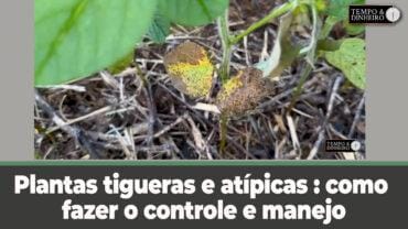 Plantas tigueras e atípicas : como fazer o controle e manejo adequado. Alexandre Gazolla explica