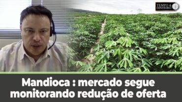 Mandioca : mercado segue monitorando redução de oferta e beneficiamento pelas indústrias