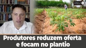 Mandioca: produtores reduzem oferta e focam no plantio da próxima safra