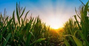 Milho tentando segurar posições nos portos