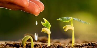 Governo meteu o dedo na Soja