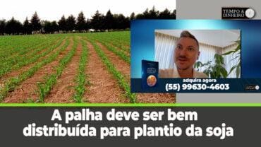 Milho tem colheita iniciada e palha bem distribuída deve ser aproveitada para plantio da soja