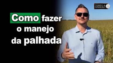 Manejo da palhada com áreas produtoras de sementes de brachiaria. O que fazer? Dr. semente explica