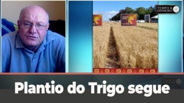 Plantio do Trigo segue