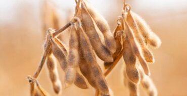 Cavalinho da Soja querendo fugir, analisa Vlamir Brandalizze