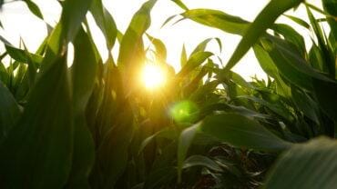 Milho começando subir a escada, analisa Vlamir Brandalizze