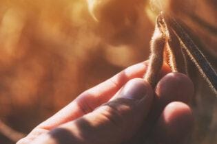 Soja fechando semana com alta nos Prêmios, analisa Vlamir Brandalizze