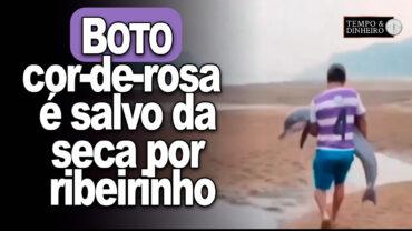 Boto cor-de-rosa é salvo da seca por ribeirinho. Veja as imagens que viralizaram na Internet
