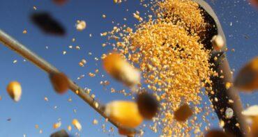 Milho terminando a colheita, informa Vlamir Brandalizze