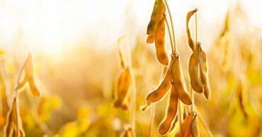 Soja com colheita forte nos EUA, comenta Vlamir Brandalizze