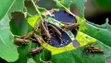 EDITORIAL – Como uma praga de gafanhotos