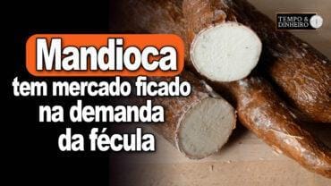 Mandioca tem mercado ficado na demanda da fécula, analisa Fábio Isaías Felipe