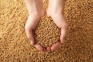 Soja com um Pila de alta, analisa Vlamir Brandalizze