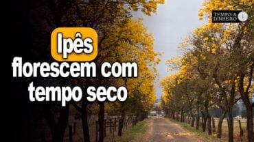 Ipês florescem com tempo seco em boa parte do Sudeste. Veja o corredor florido em Jales, SP